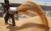 Rains destroy wheat crop in Punjab, Haryana as farmers