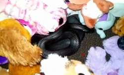 Deadly black snake found cuddled up with child’s soft