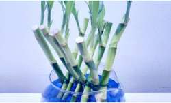 Vastu Tips: Keep bamboo plant in this direction of the house for happiness and prosperity