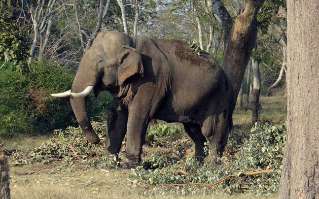 Ex-BSF jawan trampled to death by elephants |